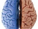 Эксперты назвали главные различия между двумя полушариями мозга