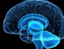 Ученые разметили карту вкусов в головном мозге человека