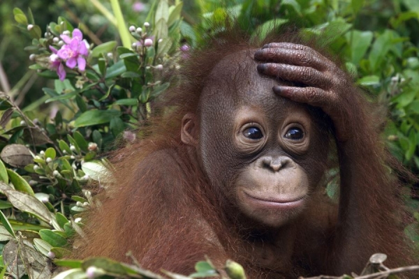 Россиянин пытался вывезти орангутана с Бали