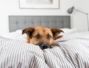 Причины, которые могут заставить вас передумать спать с домашними животными