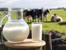Пить или не пить молоко? Лактазная недостаточность, остеопороз и прочие напасти. Кому и почему нельзя пить молоко?