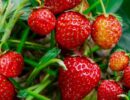 Семена клубники: как из них вырастить растения и получить урожай ягод