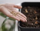 Покупаем семена: как выбрать качественные для богатого урожая
