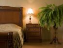 Улучшаем качество сна: 8 обязательных растений для спальни