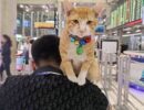 Рыжему коту отказали в прогулках по аэропорту Бангкока