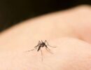 Комары: почему одних они кусают чаще других и как от них защититься