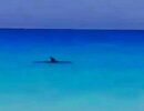 В Египте заметили акул – китовую в Красном море, на Средиземном – неопознанную