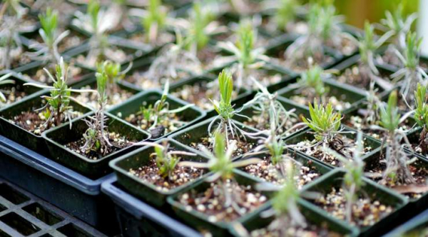 Лаванда: как вырастить ее из семян и зачем это делать прямо сейчас