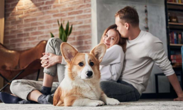 Четыре признака, что вашей семье не стоит заводить собаку