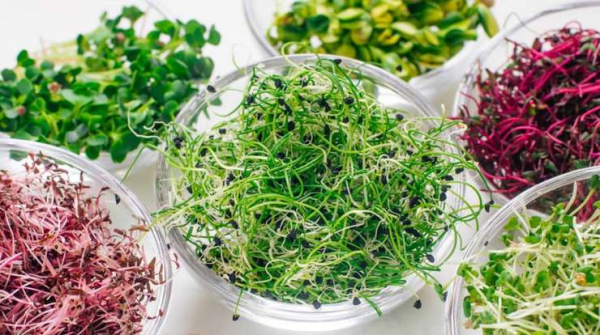 В пять раз полезнее овощей: как вырастить микрозелень дома