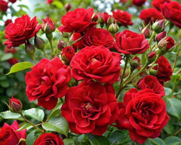 10 сортов неприхотливых роз для средней полосы