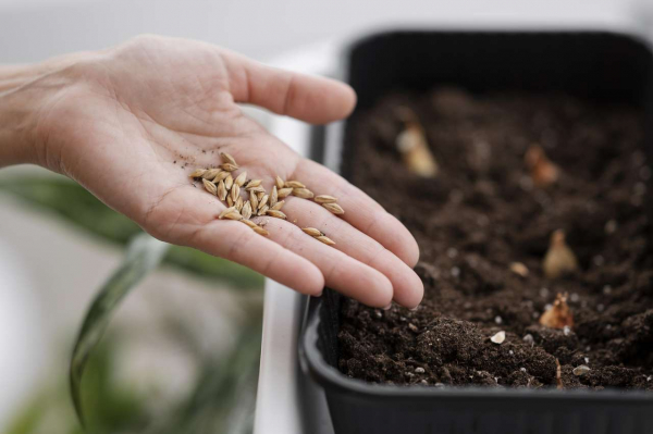 Покупаем семена: как выбрать качественные для богатого урожая